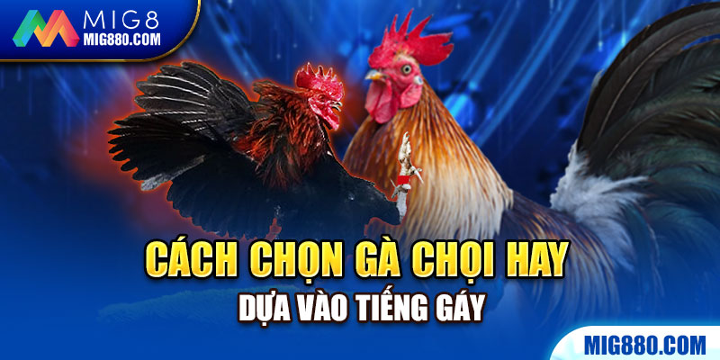 Cách chọn gà chọi hay dựa vào tiếng gáy