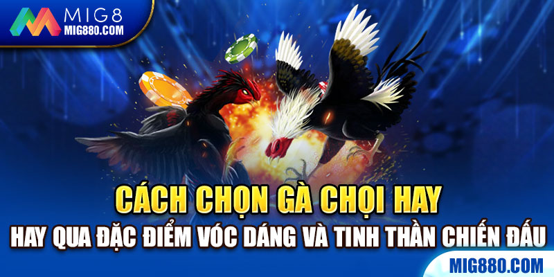 Cách chọn gà chọi hay qua đặc điểm vóc dáng và tinh thần chiến đấu