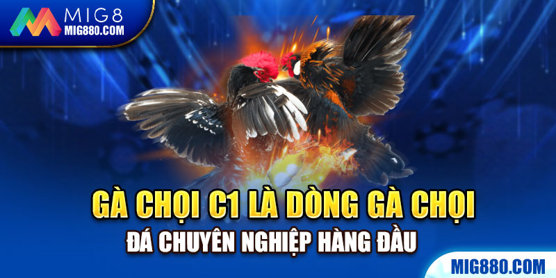 Gà chọi C1 là dòng gà chọi đá chuyên nghiệp hàng đầu