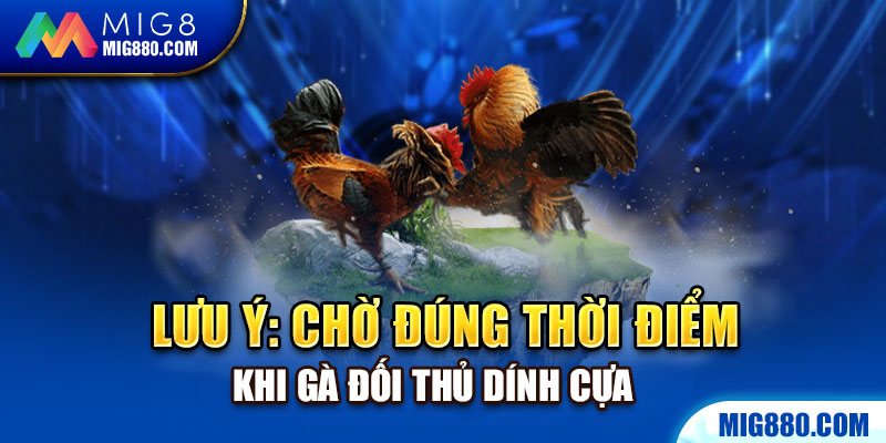 Chờ đúng thời điểm khi gà đối thủ dính cựa để tận dụng