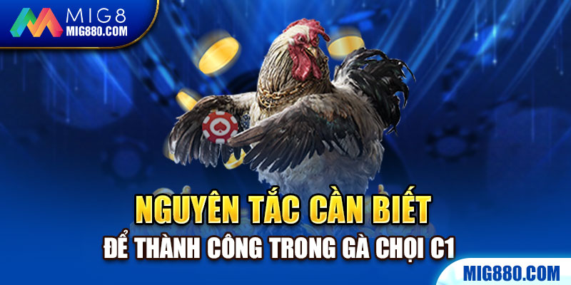 Nguyên tắc cần biết để thành công trong gà chọi C1