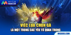 Việc lựa chọn gà tre được thể hiện cùng với việc tôn trọng các yếu tố quan trọng